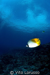 Fishs by Vito Lorusso 